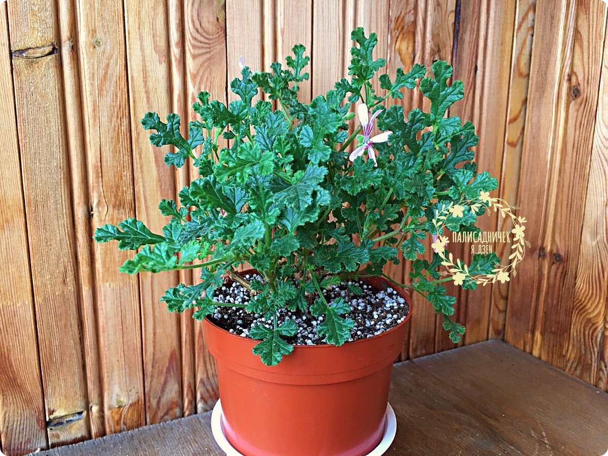 Вот об этой ароматной пеларгонии 'Poquito' сегодня пишу. Куст — компактный шарик. Большинство обладателей таких "шариков" сходятся в том, что их запах больше всего напоминает запах смолы и леса. Нравится однозначно.