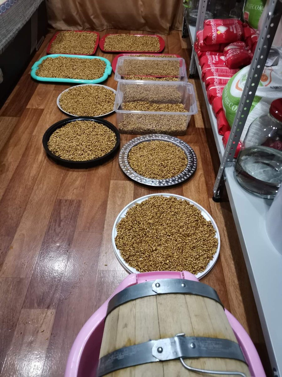 Проращиваем пшеничный солод - фото от участника Клуба Самогонъ-Б12