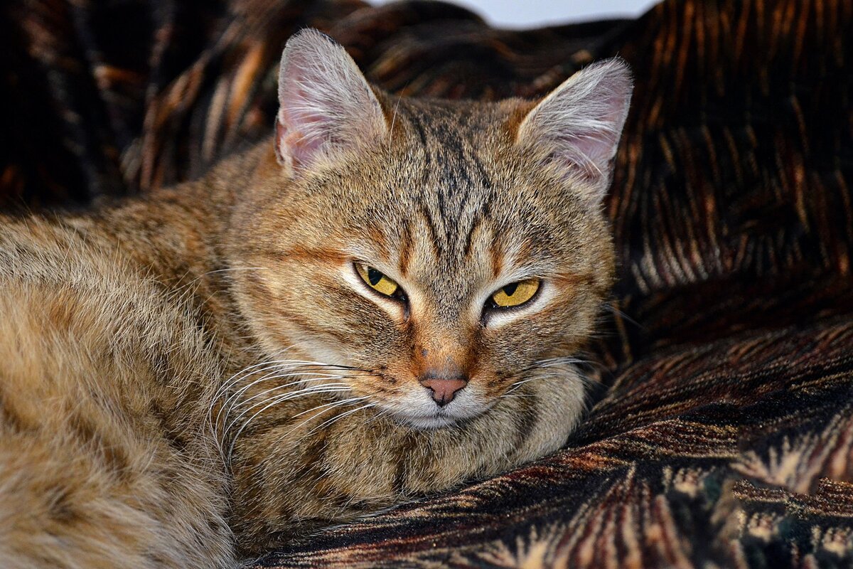 После третьего бойкота котофей таки свяжет действия с игнором царской персоны.