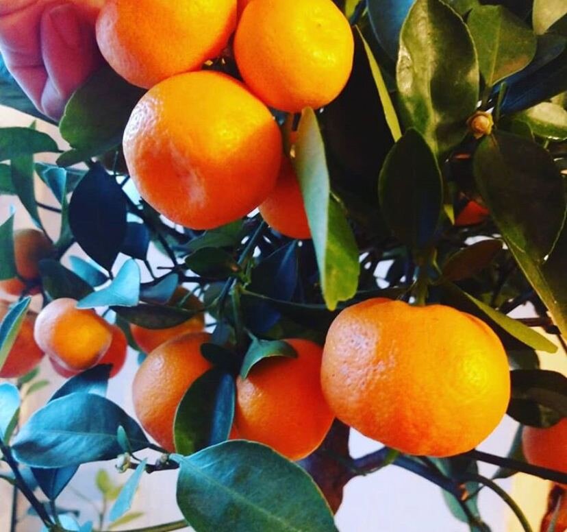 На новый год все мы бежим в супермаркеты, базары и рынки, чтобы купить мандарины, апельсины, лимоны, бананы и прочие цитрусовые фрукты поставить на стол. Представьте себе, что вам не нужно бегать, а просто пройтись по комнате и собрать урожай, который растет у вас дома. 