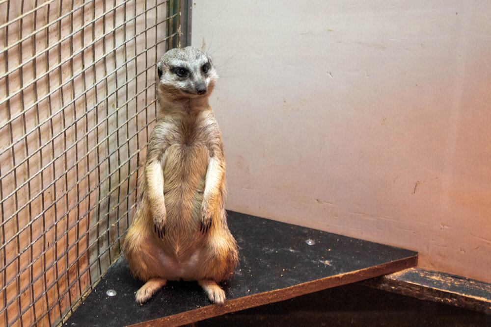 Сурикат - прототип Александра. Фото из личного архива