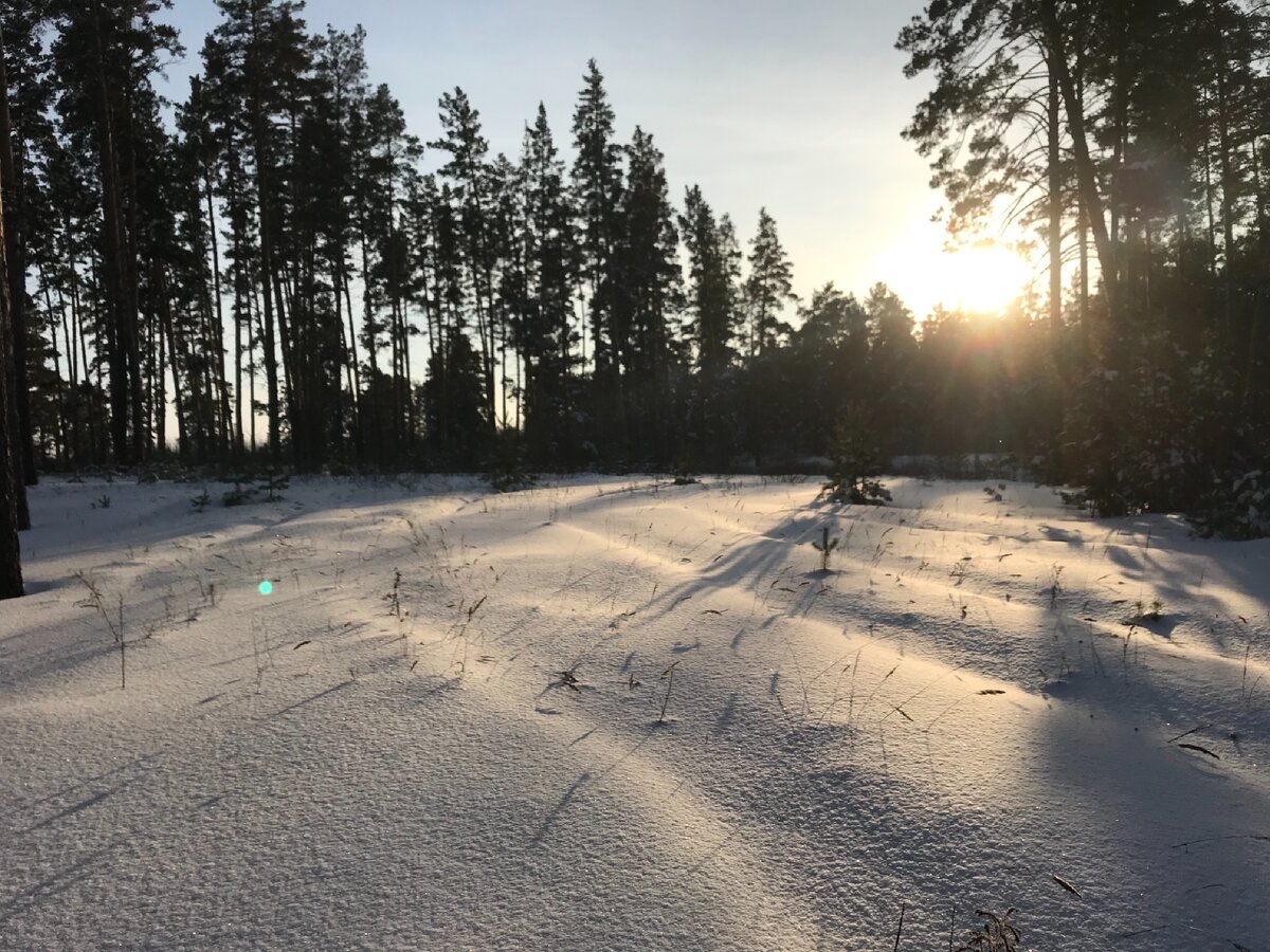 Кромка леса