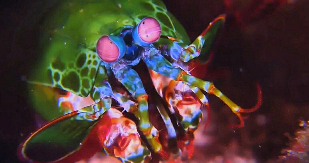 (Рак богомол)