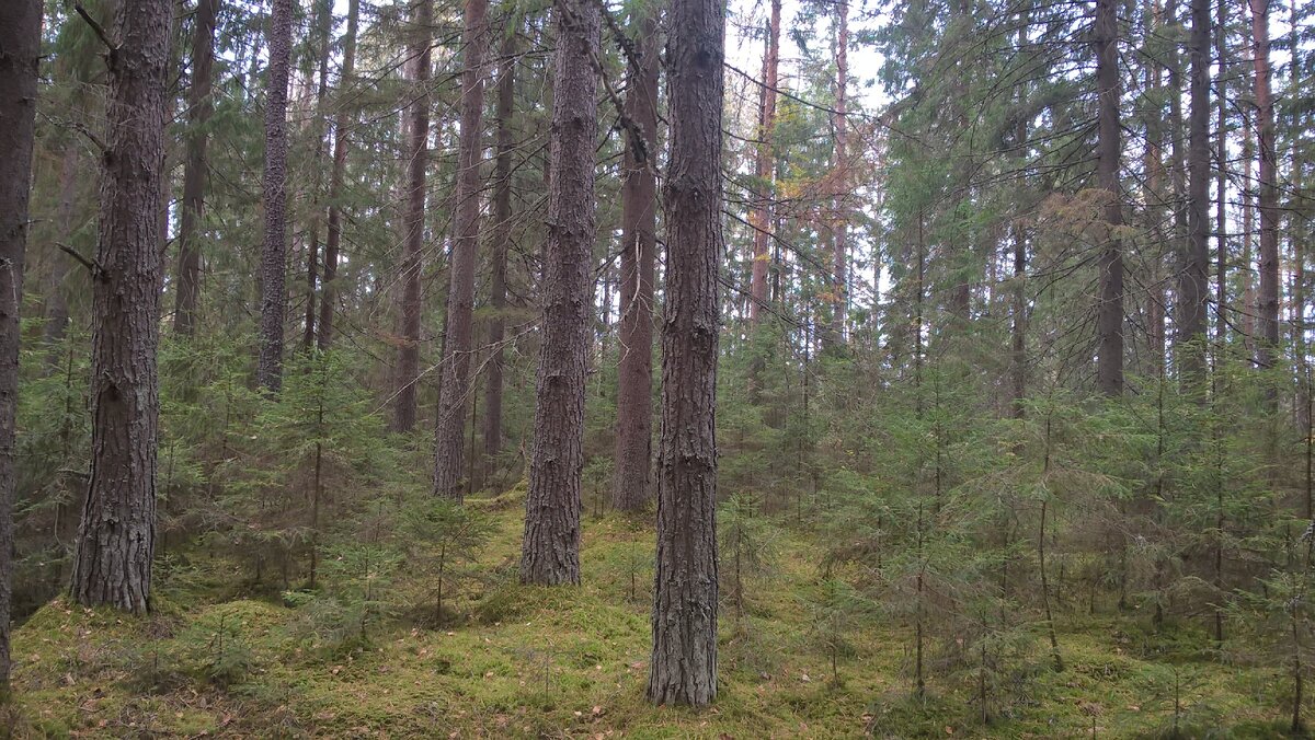 Лес