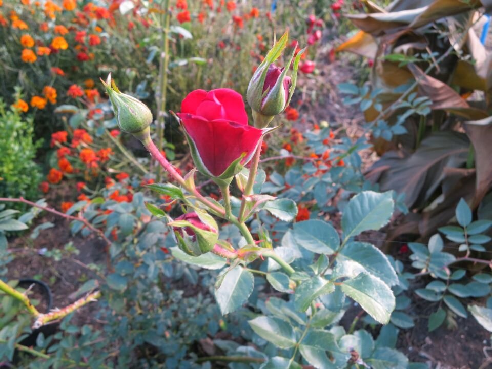 Розы нужно готовить к зиме. Фото автора