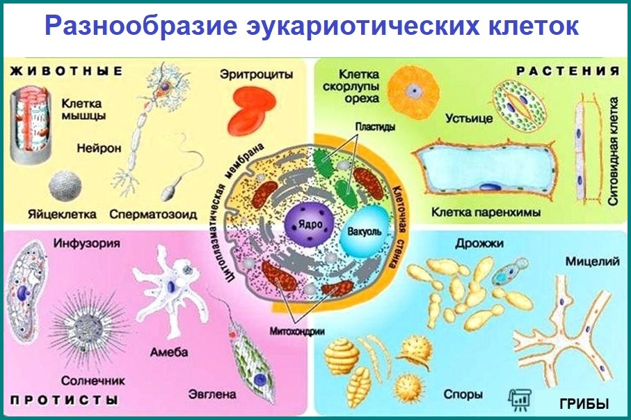 Клетка в разный период времени какое свойство. Клетка в разный период времени какое свойство