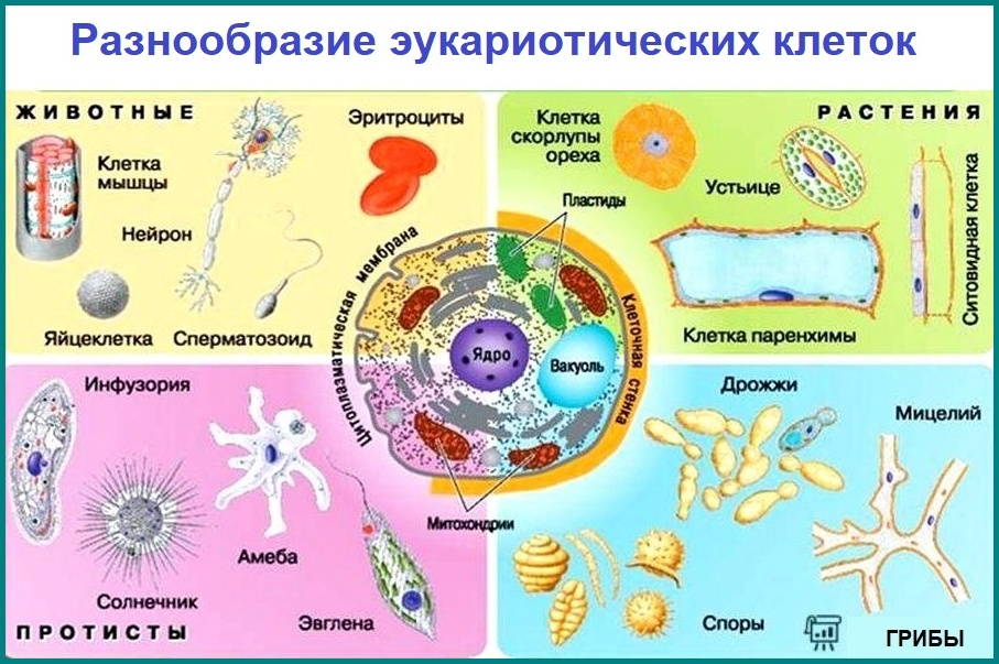 2 4 строение клеток