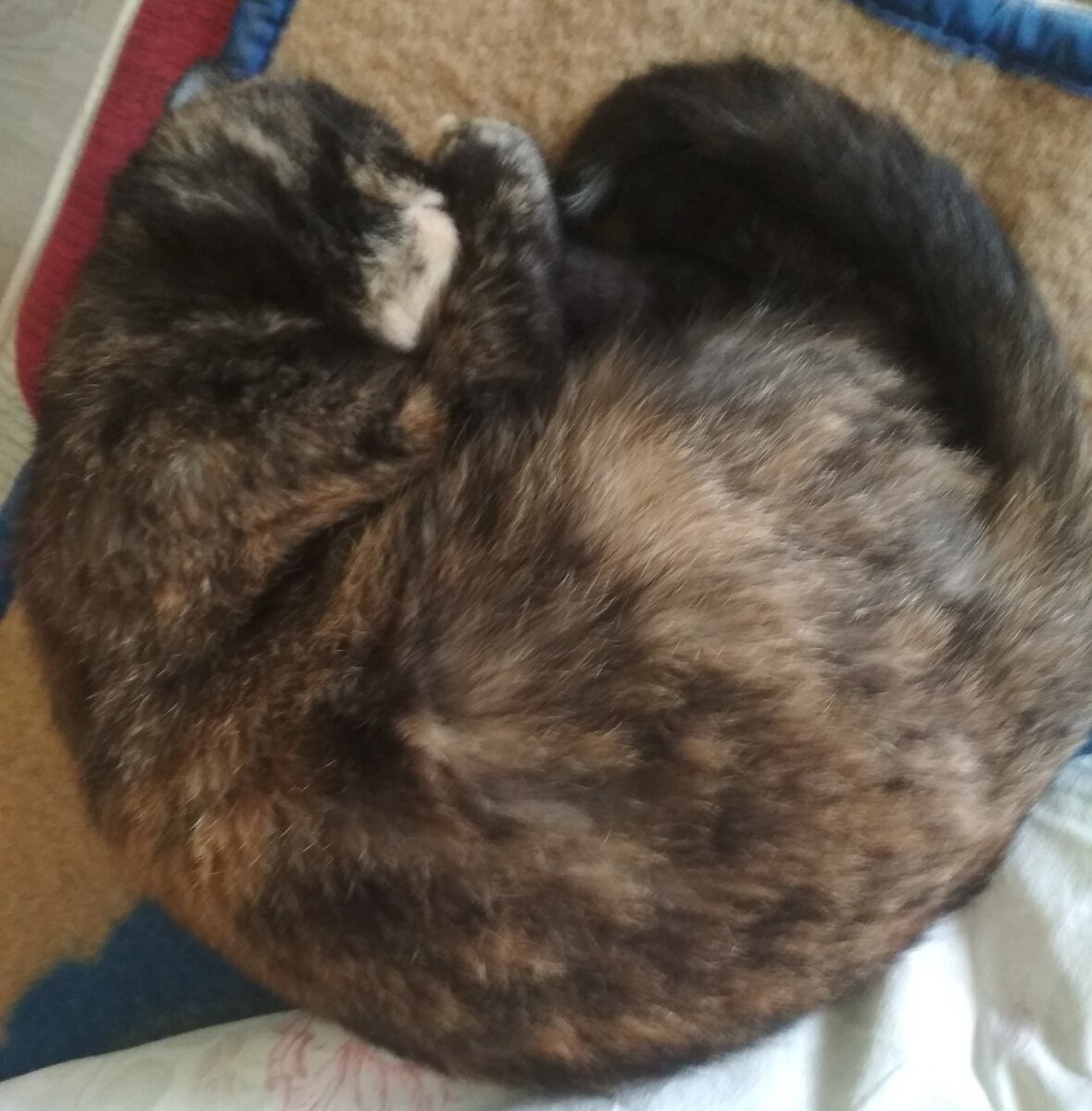 Так кошка выглядит сейчас