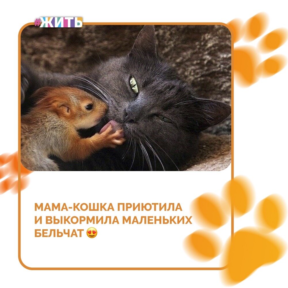В городе Бахчисарай живёт самое доброе животное - это кошка из местного парка, которая приютила четырех маленьких бельчат-сирот😻

Кошка по кличке Пуша живет в местном парке миниатюр уже очень долгое время. Не так давно тут оказались четверо маленьких бельчат, которые остались без родителей😢

Ко всеобщему удивлению людей, кошка приняла чужих малышей и теперь кормит и заботится о них, как о своих родных. Ведь у нее самой еще столько же котят🤗

Доброта - это то, что объединяет миллионы и, в то же время, выделяет каждого☀️

Друзья, делитесь этой историей. Пусть она вдохновит ещё больше людей🙌

#жить #проектжить #животные