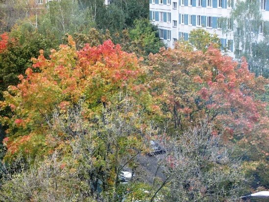 Золотая осень в Подмосковье