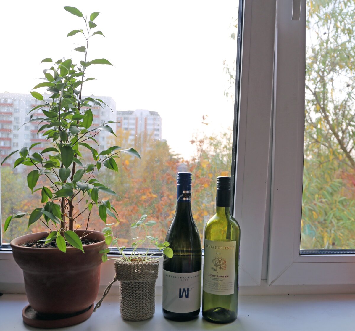 Кабсов Santa Hortensia и блауфранкиш Wegenstein под винтом на моем подоконнике