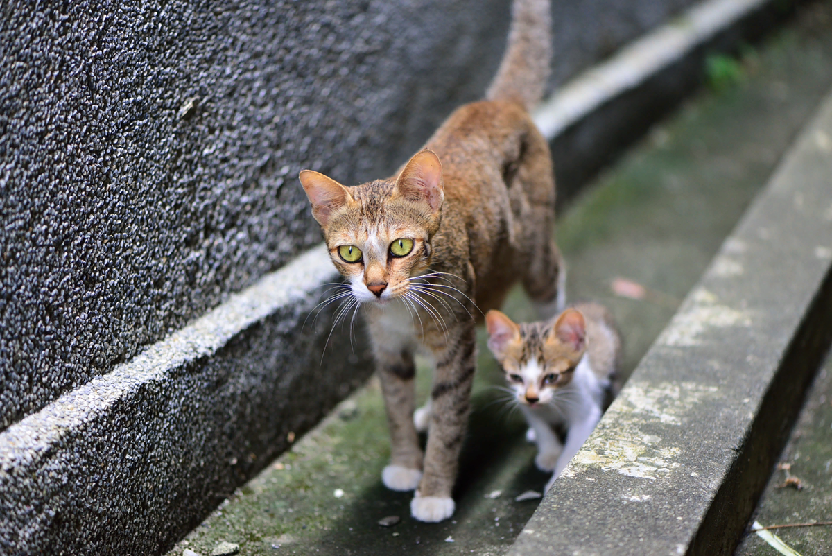 Кошка на улице. Кот на улице. Котенок на улице. Кошка гуляет. Коты гуляют.