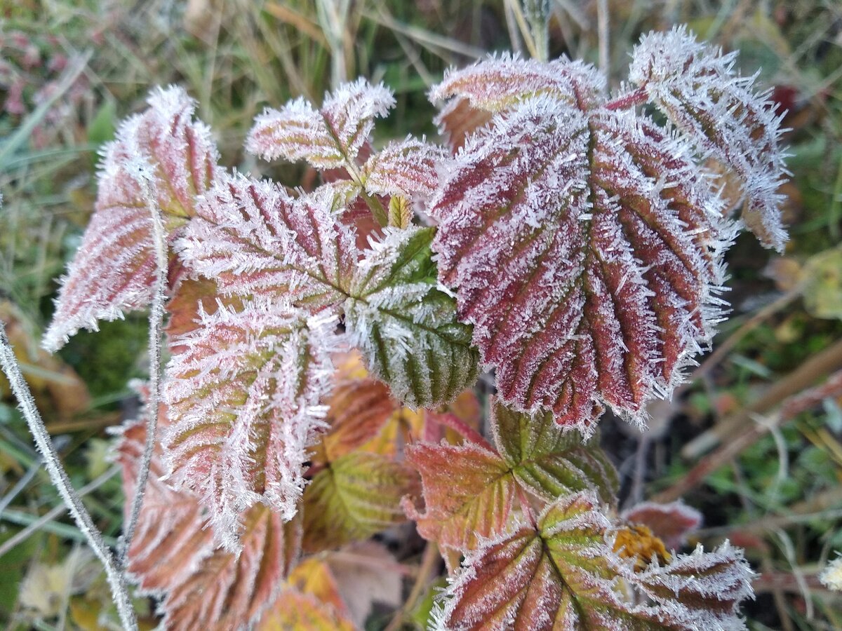 Зимняя малина