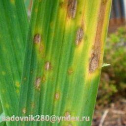 Фото автора Алесад.Пятнистость листьев.