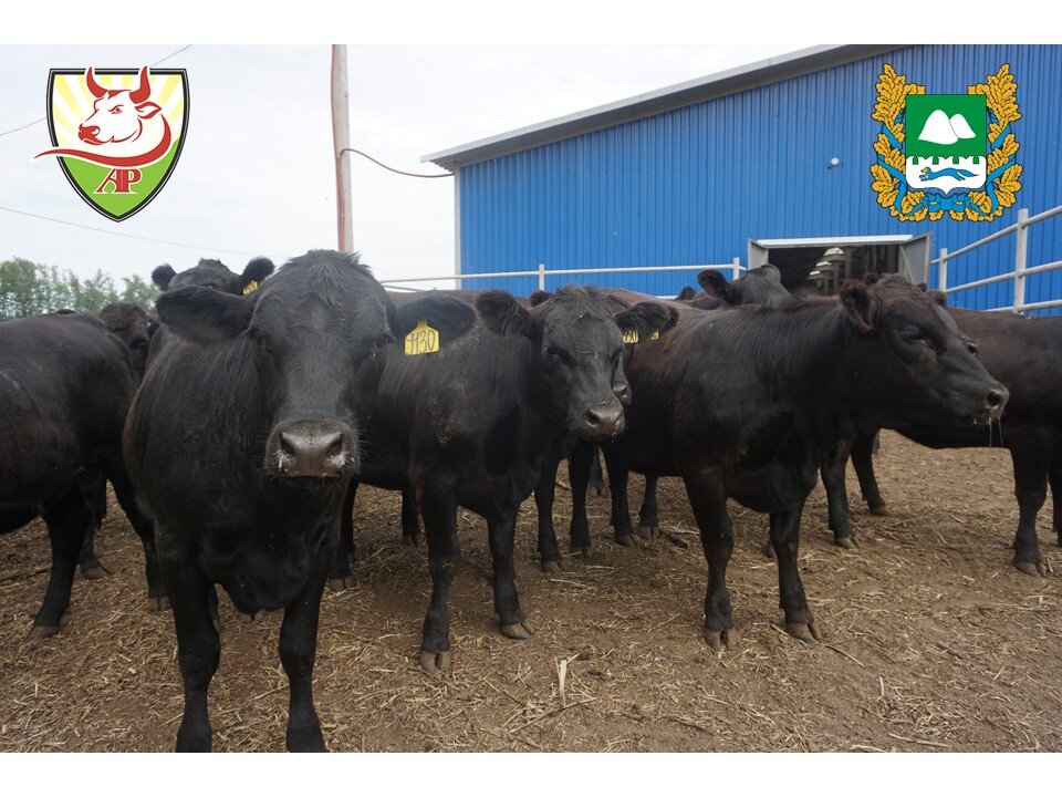 Абердин-ангусская порода