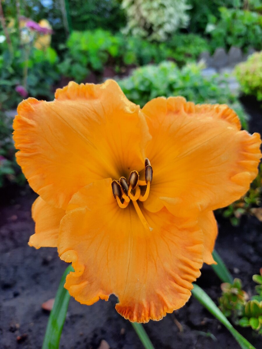 Лилейник Чикаго  Санрайз