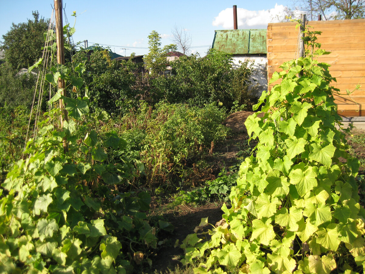 вот такие "елочки"