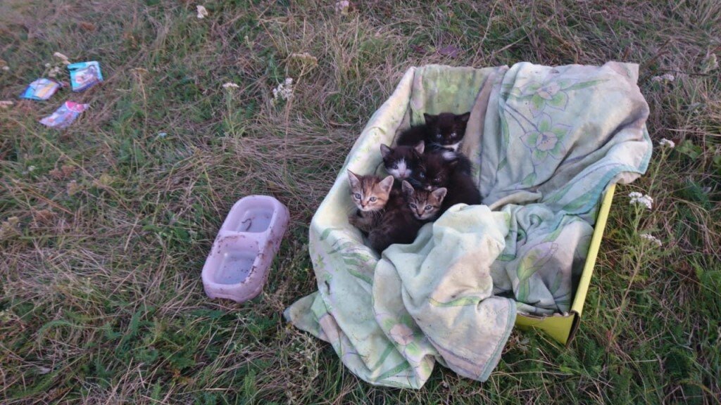 Источник фото-сайт https://clck.ru/Rciyh
