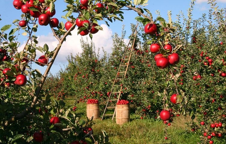 Источник фото сайт (pixabay.com) 