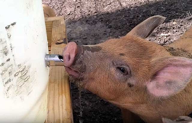 Самостоятельное изготовление поилок для свиней