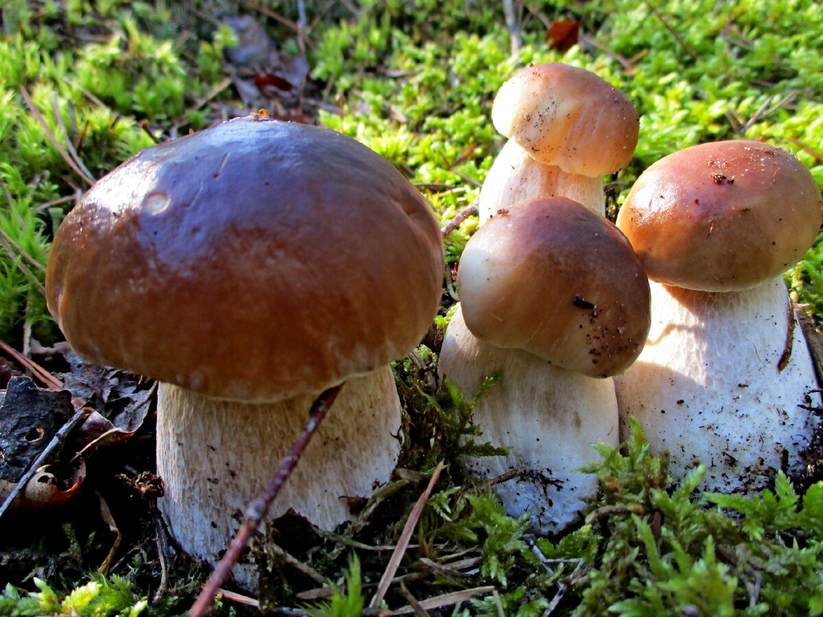 ВОТ ОНИ- ИНТРИГИ,ЗАСЛУЖИВАЮЩИЕ  ЛАЙКИ...ФОТО Л. БОРИКОВОЙ