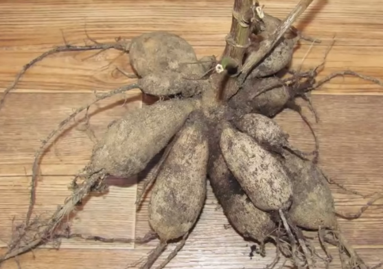 Корневища очистили от земли