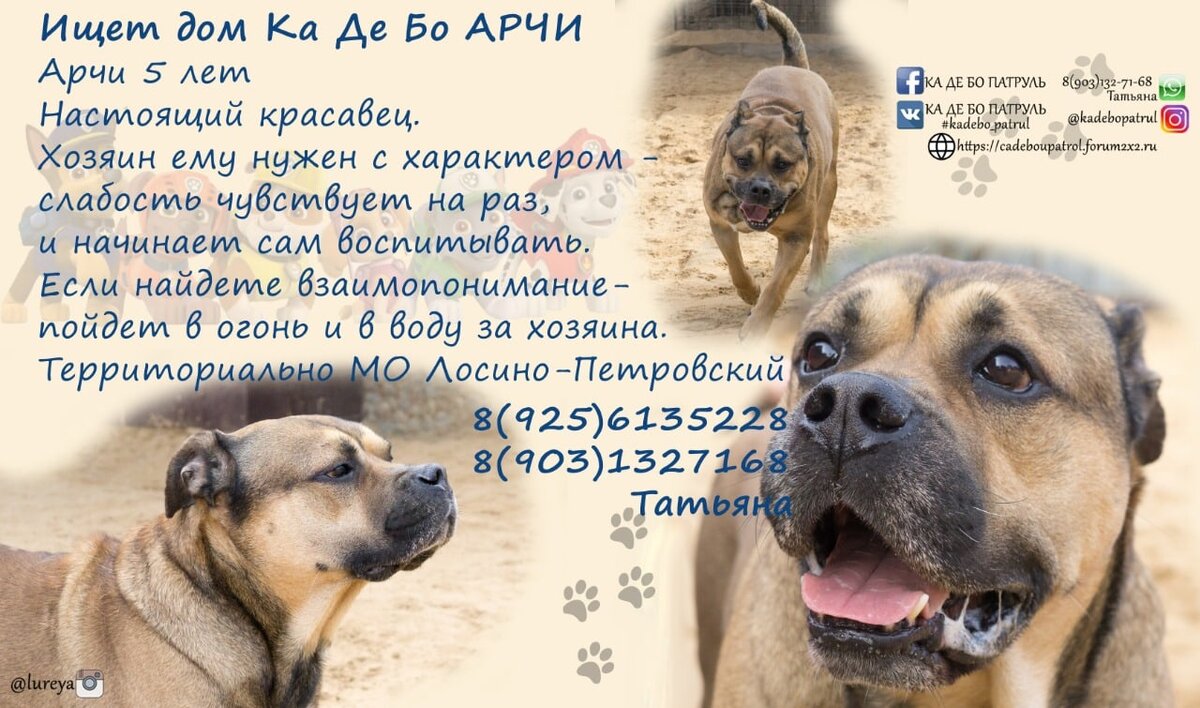 Кадебо Арчи