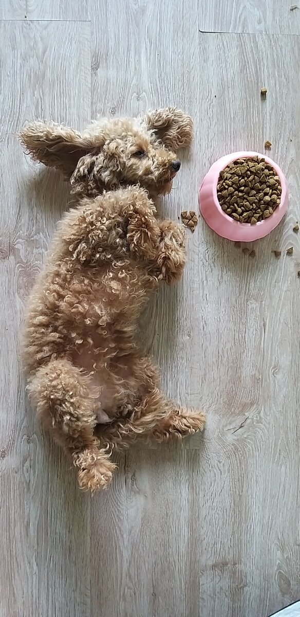 Фото нашей собаки и её миски из Fix Price 