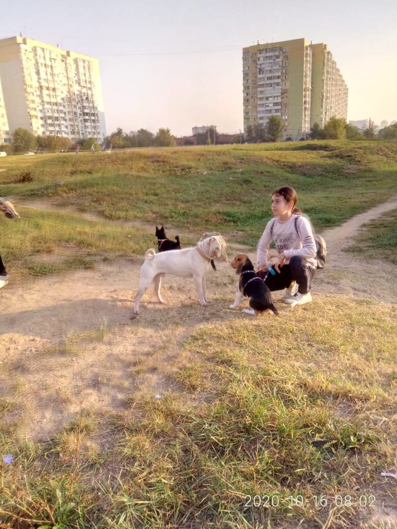 Собаки и хозяева