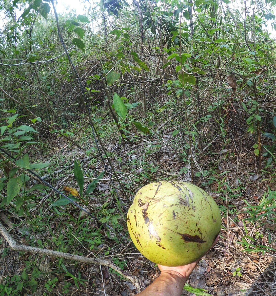Сорвал кокос на завтрак. Иногда бывает, что кокосы просто лежат. 