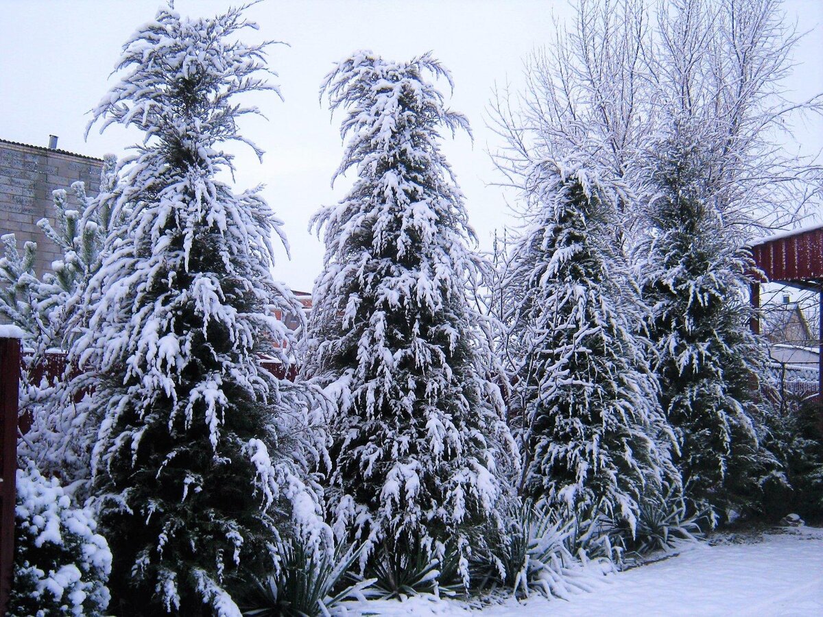 09.01.2020.  Можжевельник Виргинский видовой.
