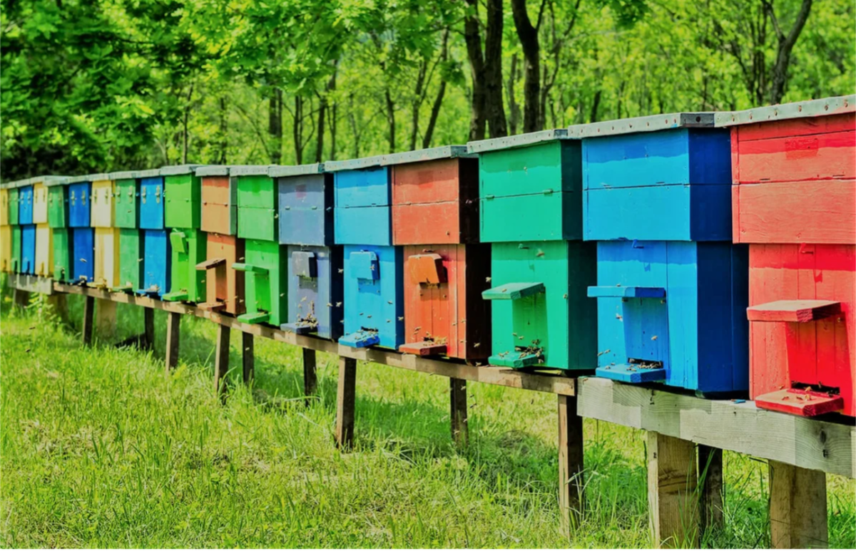 Как покрасить улья для пчел из дерева своими руками: выбор краски и методы окраски