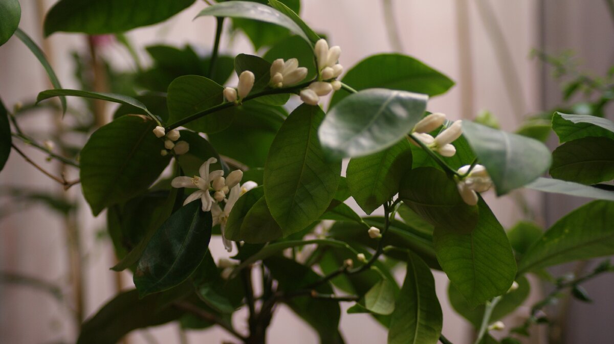 Веточки каламондина с бутонами и цветами