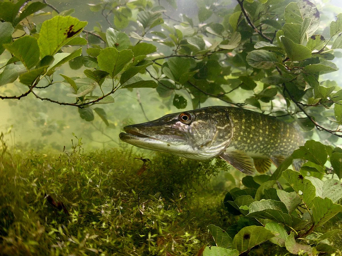 Рыба в воде в траве. Щука Esox Lucius. Щука-маскинонг. Балтийская щука. Аквитанская щука.