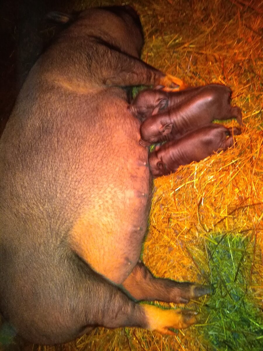 Наша свинка Фрося с малышами-пятачками. 