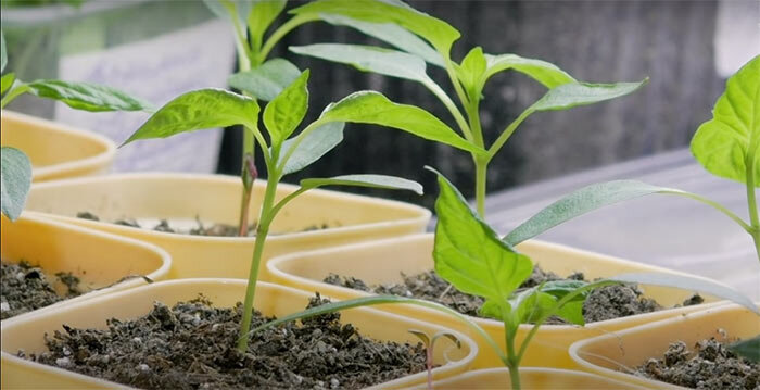 Я использую стаканчики с выдвижным дном, чтобы потом бережно переваливать их в более крупный объем почвогрунта.