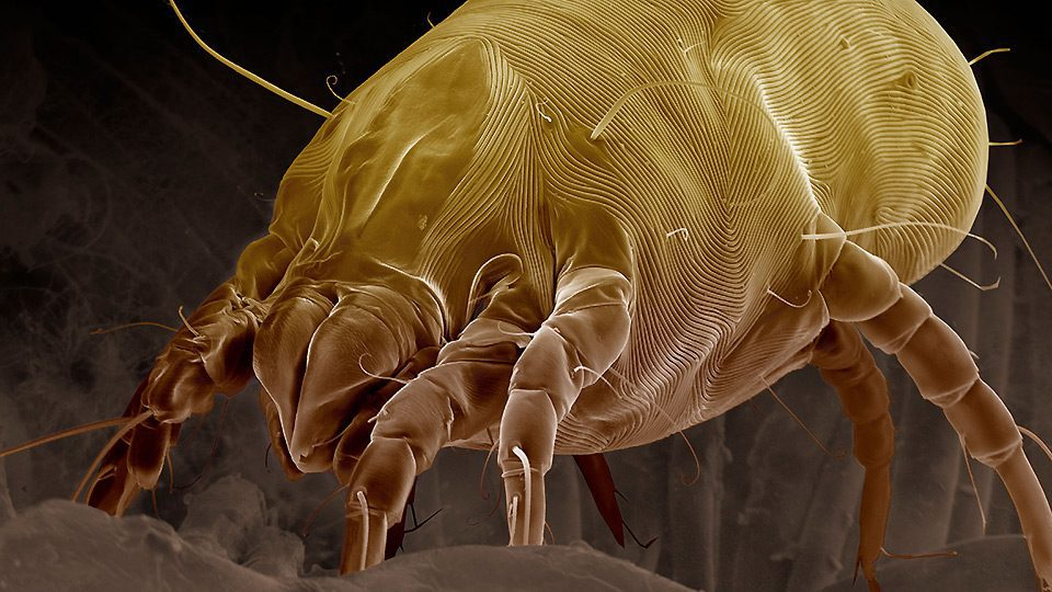 Паразит- клоп или братец клопа.