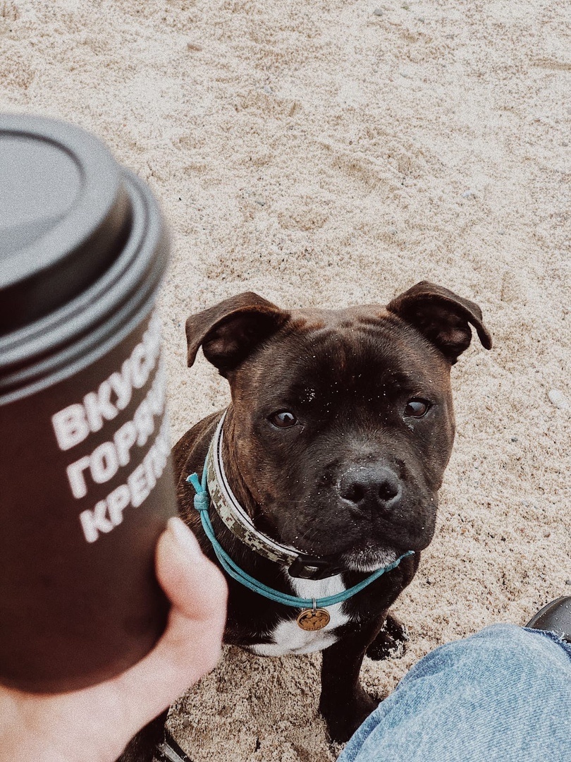 Здесь нам 7 месяцев.  Буч терпеливо ждет пока его "мама" допьет кофе.