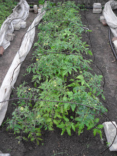  По центру грядки высажены излишки рассады помидоров