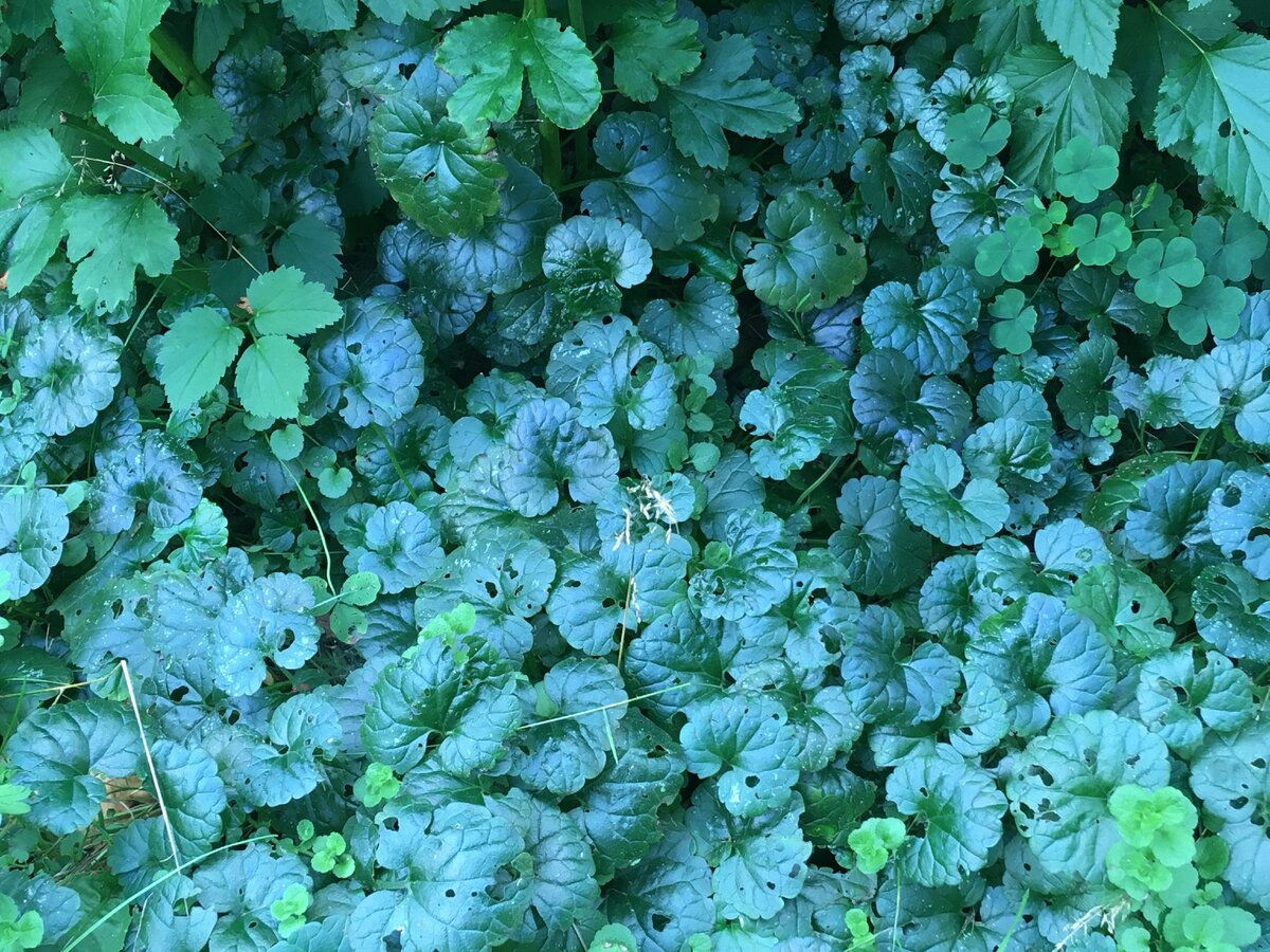 Будра плющевидная variegata. Будра плющевидная Поляна. Будра плющелистная. Будра плющелистная Вариегата.