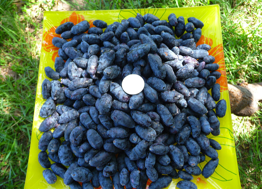 Трехлетние саженцы приносят ягоды в первый же год