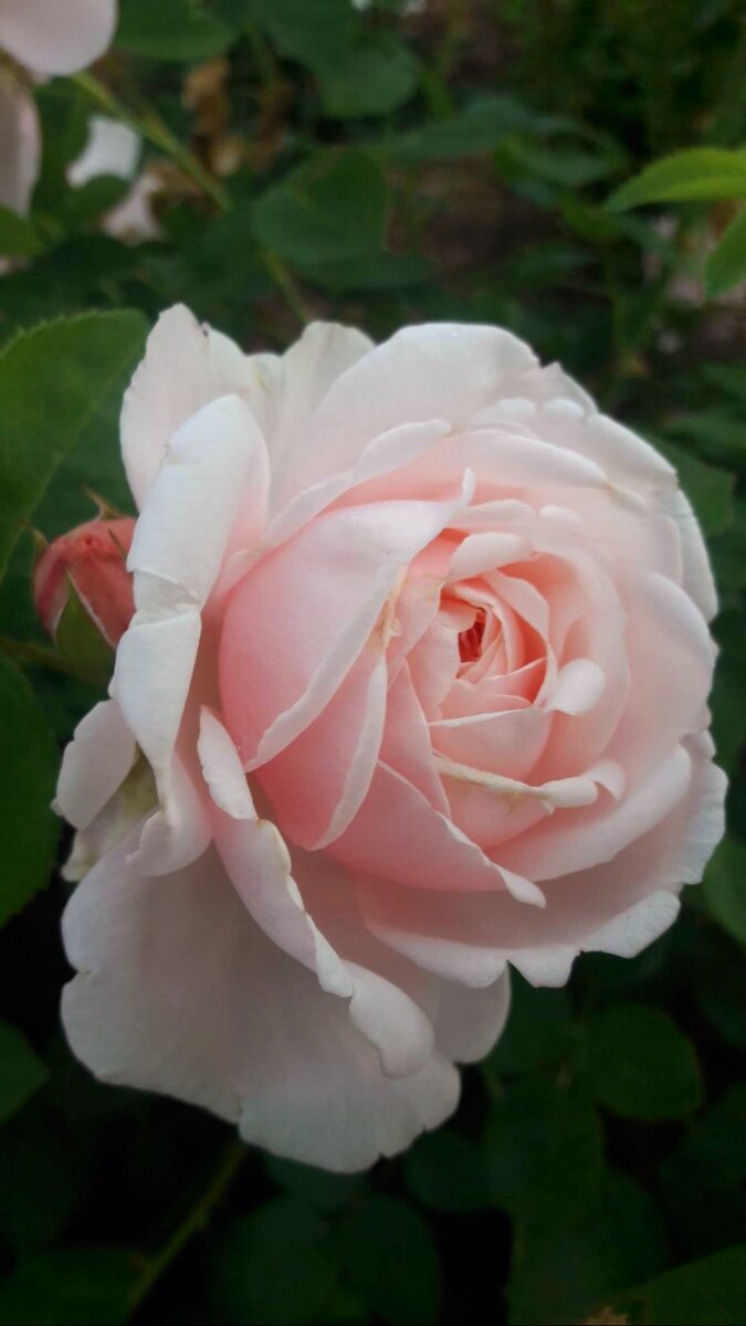 Сент Свизан. "Остинка".