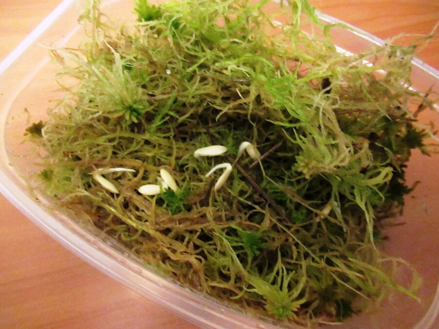 Я понимаю, что не каждому такой способ проращивания семян доступен, но кому – то и пригодится.