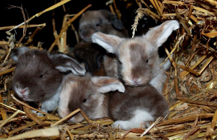 Кролик французский баран (37 фото): характеристика породы, разведение и содержание. Отзывы владельцев