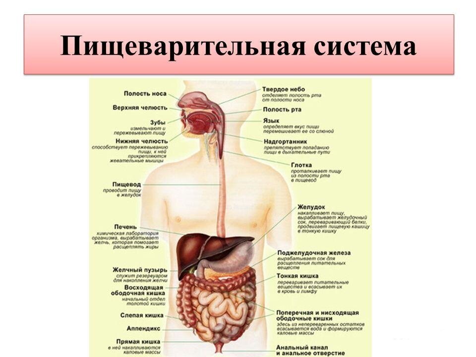 Укажите органы и пищеварительные железы пищеварительного тракта соответствующие номерам на рисунке