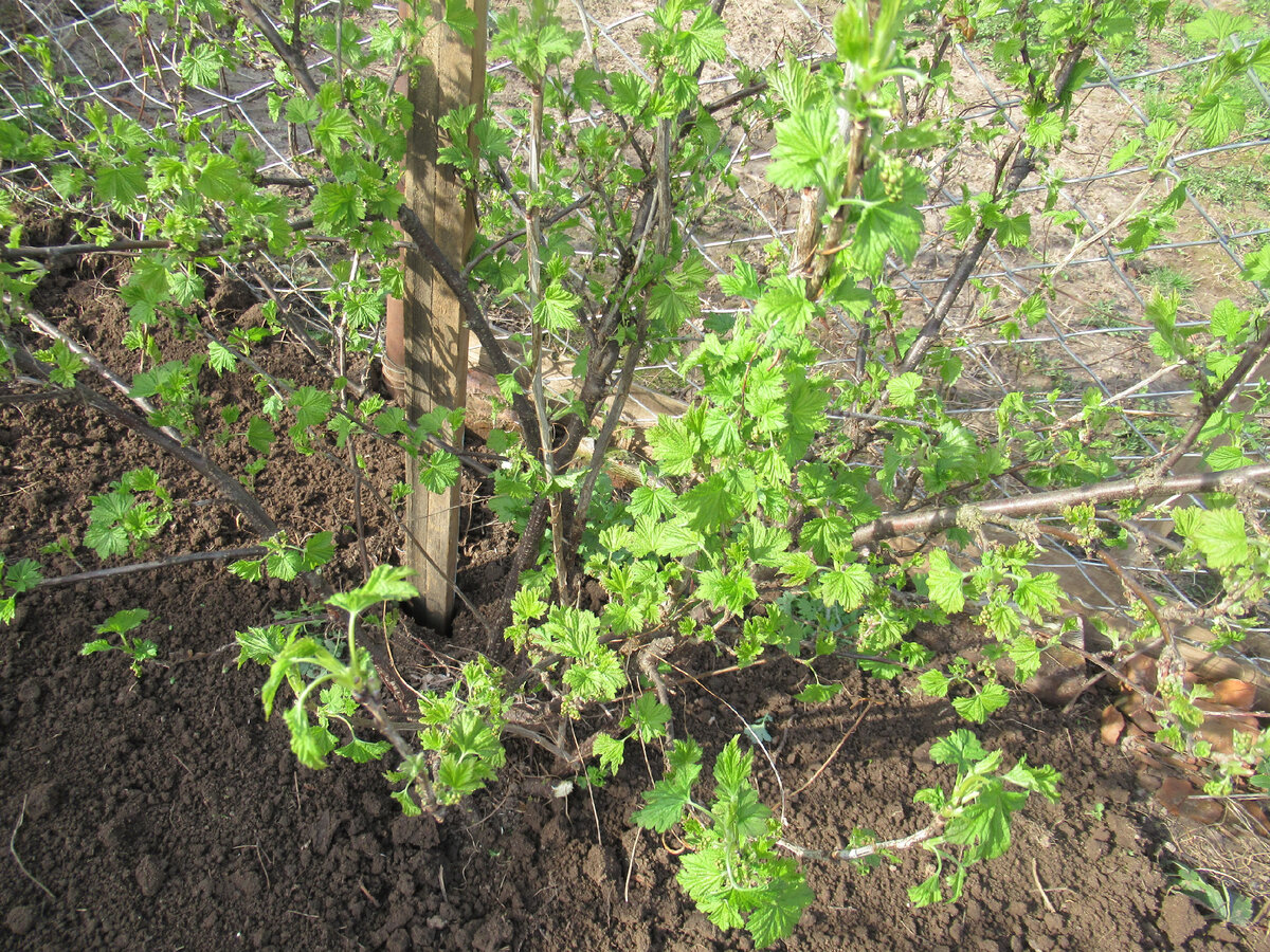 фото автора куст красной смородины