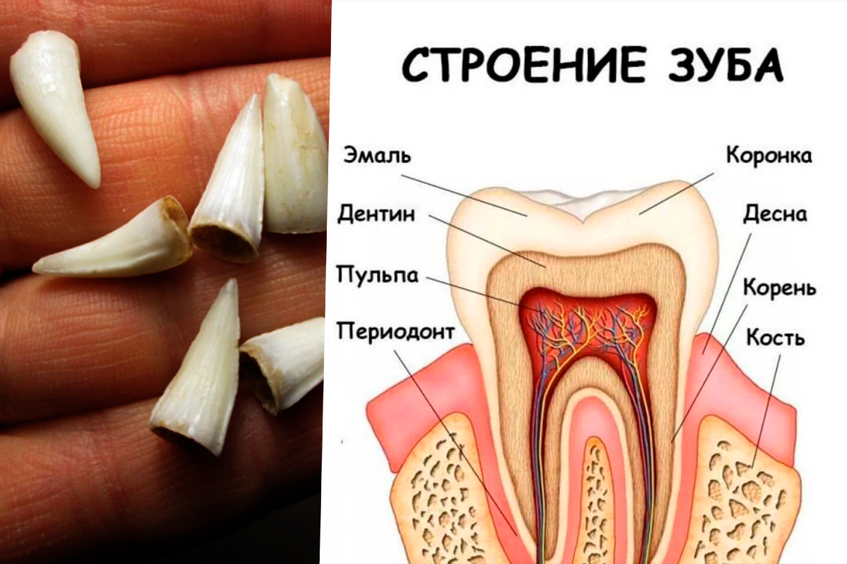 Почему зубы не отрастают заново 3, 4, 5 раз? | Почему? | Дзен