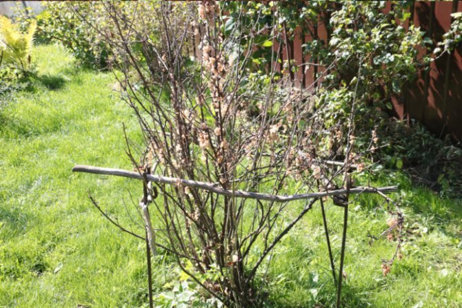 670×447 Почему  усыхает куст смородины. Фото из  открытого источника Distano.ru