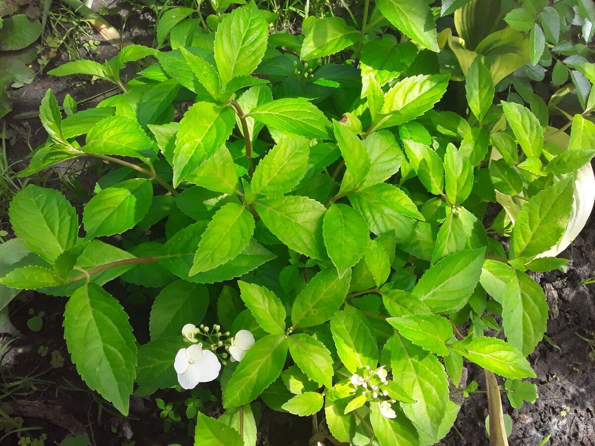 Гортензия сейчас