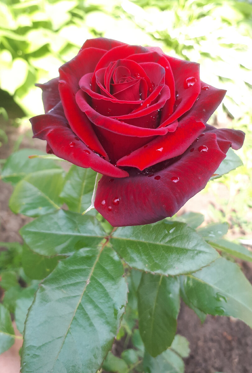 Личное фото автора.